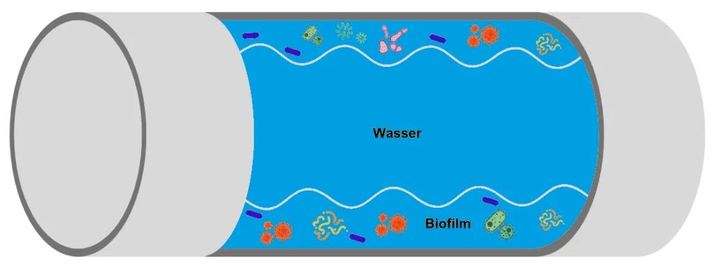 Biofilm in einem Rohr