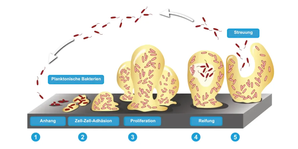 Biofilmbildung
